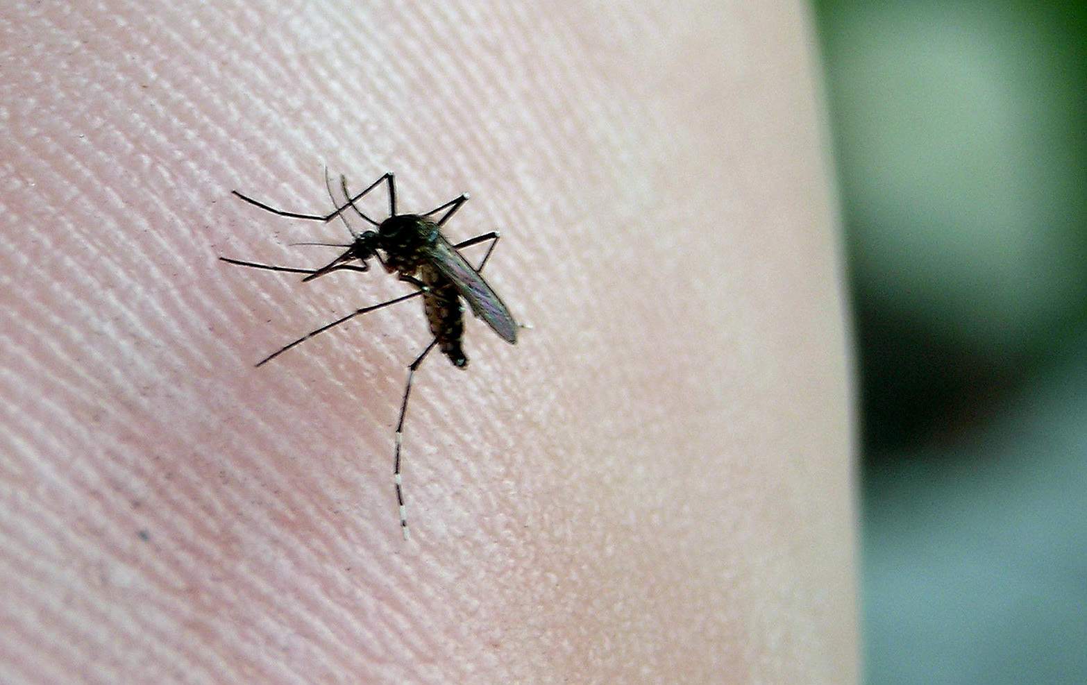 Chikungunya – The Facts
