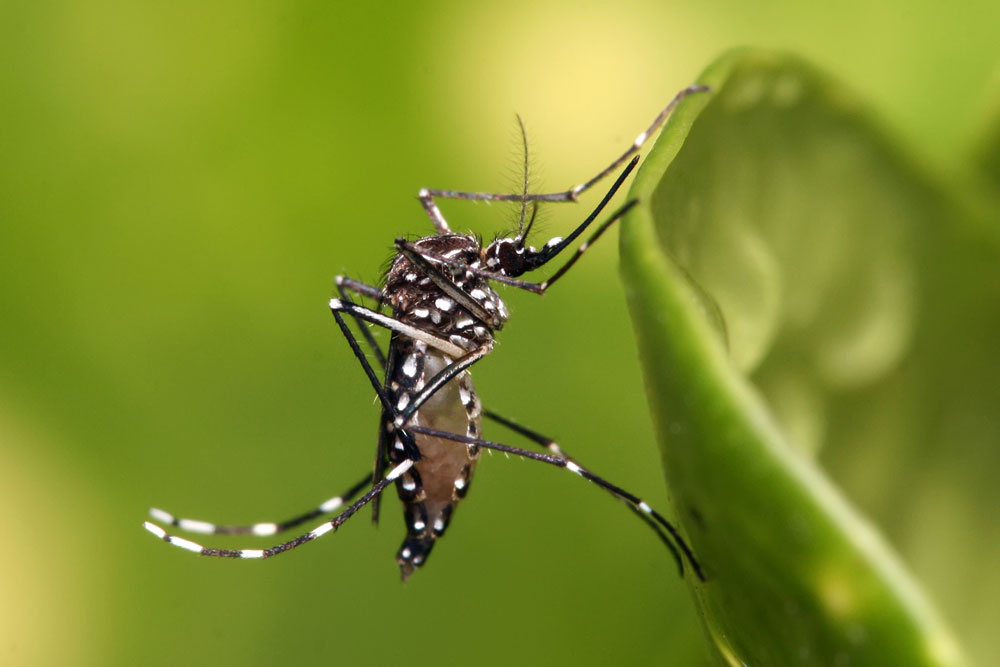 Mosquito-borne virus Zika threatens Caribbean